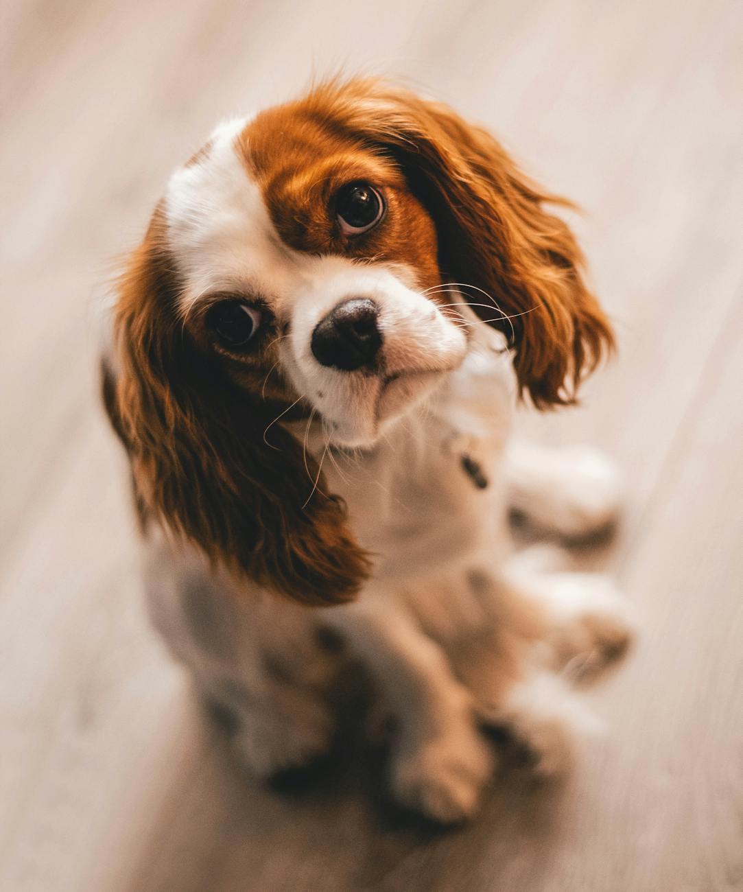 Before — phone snapshot of Cavalier