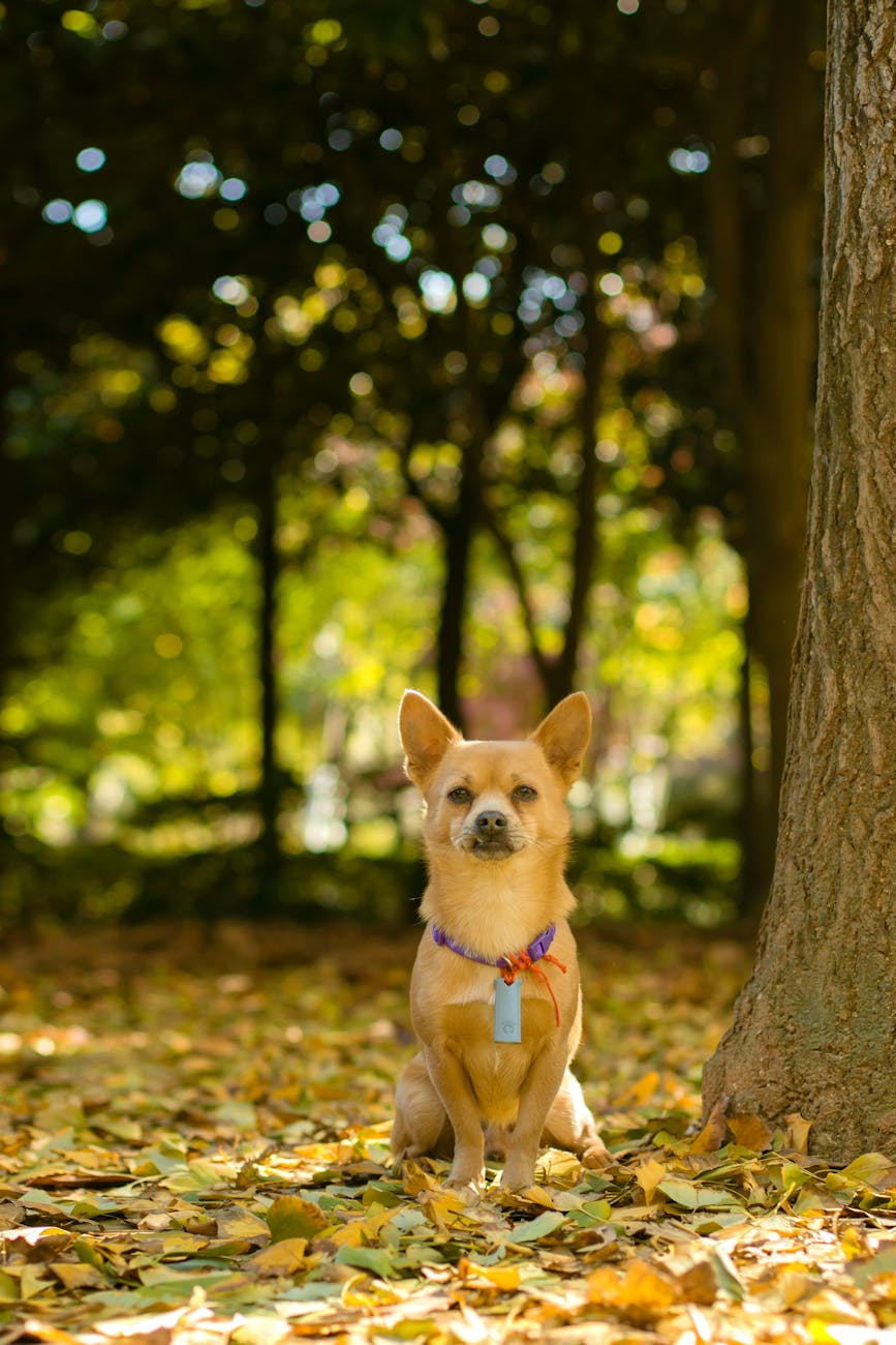 Before — phone snapshot of Small Dog