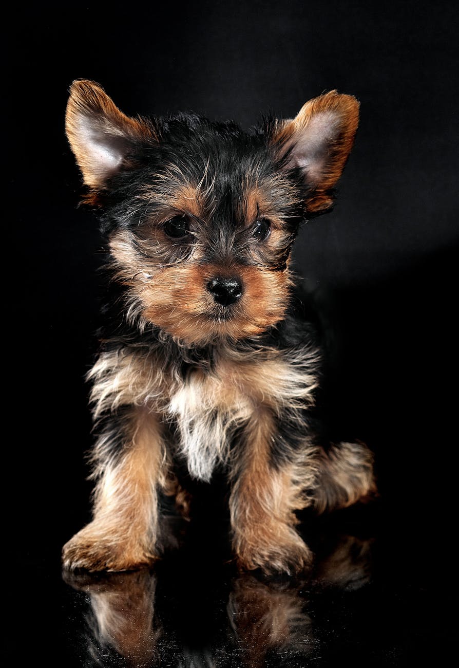 Before — phone snapshot of Yorkie