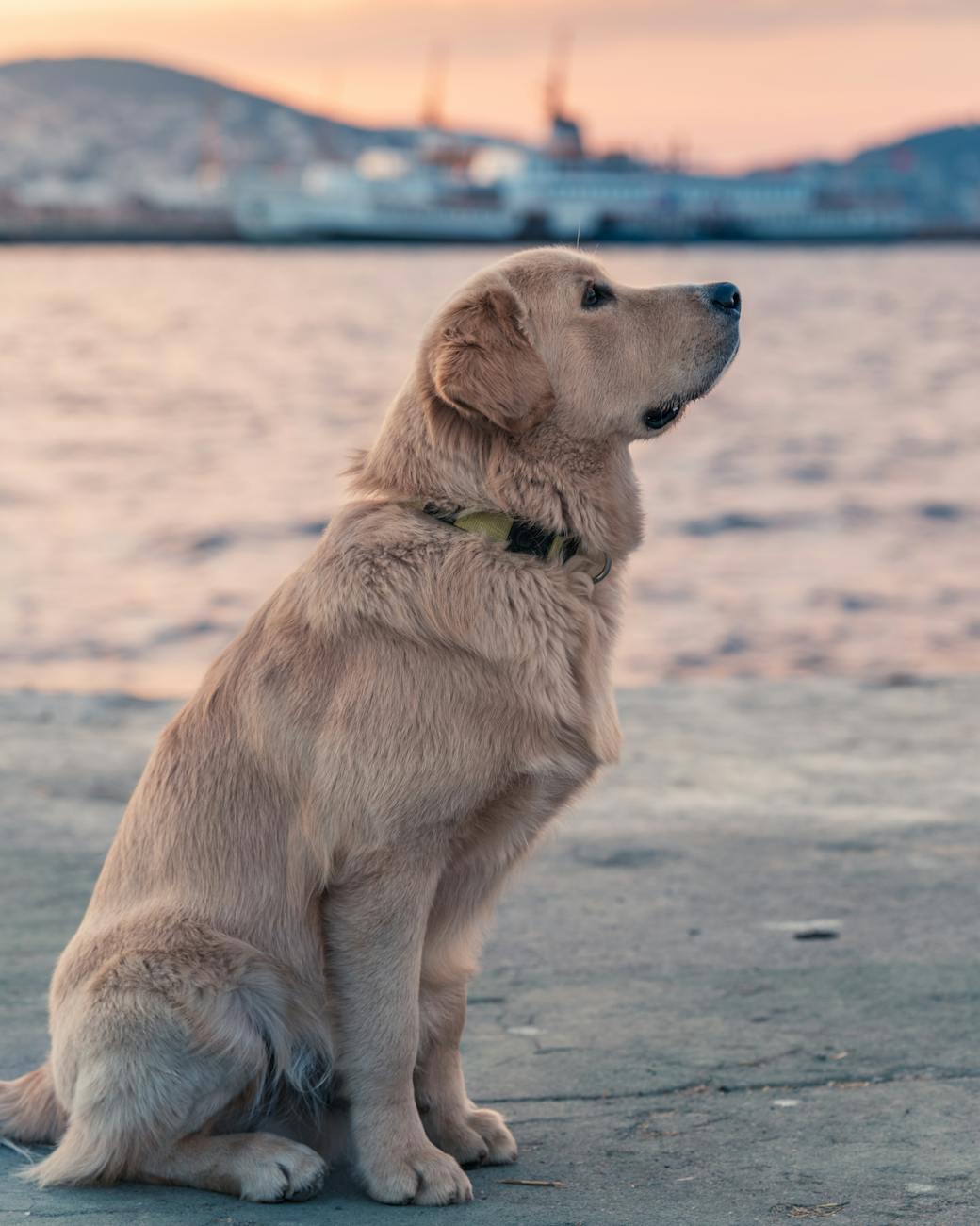 Before — phone snapshot of Golden Retriever