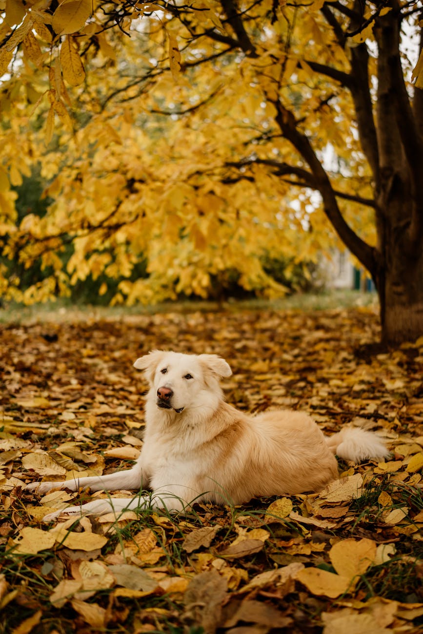 Before — phone snapshot of Yellow Lab