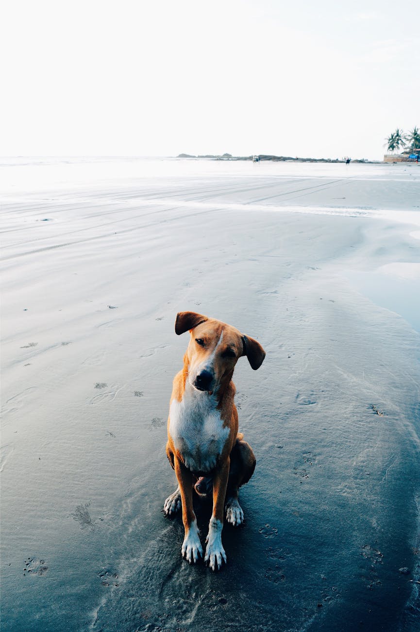 Before — phone snapshot of Mixed Breed